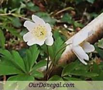 Donegal Spring Wildflowers:  White Anemone  (Gaelige:  Anamóine)