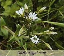 Donegal Spring Wildflowers:  Chickweed  (Gaelige:  Fliodh)