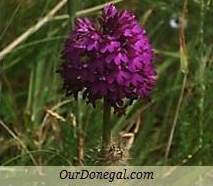 Donegal Summer Wildflowers:  Pyramidal Orchid  (Gaelige:  Magairlín na Stuaice)