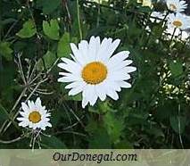 Donegal Summer Wildflowers:  Oxeye Daisy  (Gaelige:  Nóinín Mór)