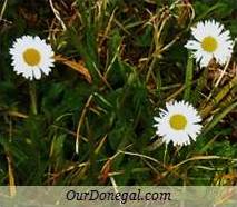 Donegal Autumn Wildflowers:  Daisy  (Gaelige:  Nóinín)