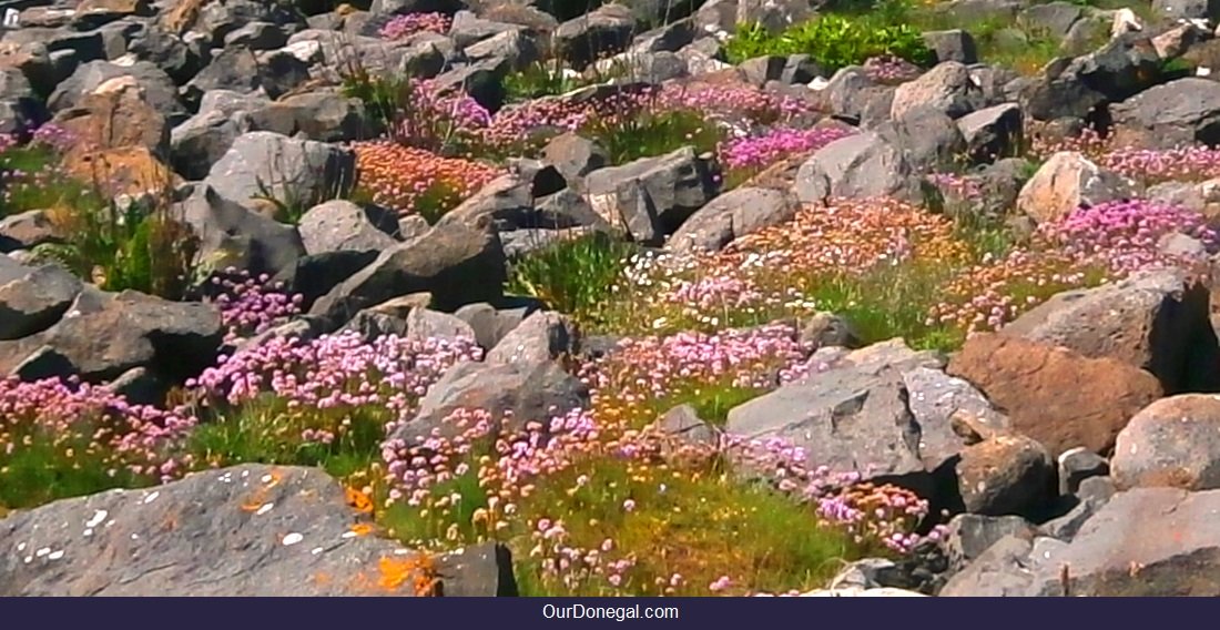 Sea Pinks Among Rocks On St Johns Point Donegal Wildflowers For Id