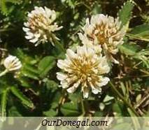 Donegal Summer Wildflowers:  White Clover  (Gaelige:  Seamair Bhán)